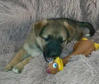 Buttercup, a female Collie and German Shepherd Dog for sale in Indianapolis, IN – 8 of 9