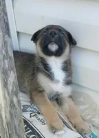 Brownie, a male Collie and German Shepherd Dog for sale in Indianapolis, IN – 4 of 9