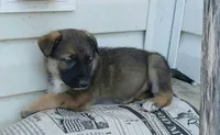 Brownie, a male Collie and German Shepherd Dog for sale in Indianapolis, IN – 3 of 9