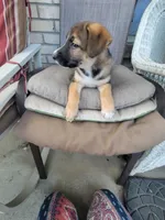 Peaceful, a female Collie and German Shepherd Dog for sale in Indianapolis, IN – Photo 5 of 8