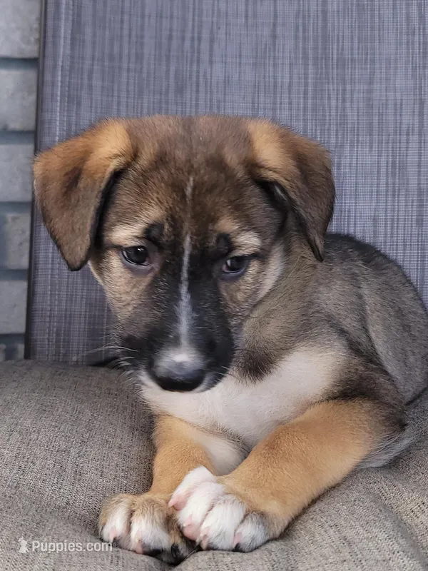 Peaceful – Collie, German Shepherd Dog puppy for sale in Indianapolis, IN