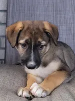 Peaceful, a female Collie and German Shepherd Dog for sale in Indianapolis, IN – Photo 1 of 8