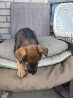 Peaceful, a female Collie and German Shepherd Dog for sale in Indianapolis, IN – Photo 3 of 8