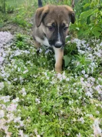 Peaceful, a female Collie and German Shepherd Dog for sale in Indianapolis, IN – Photo 4 of 8