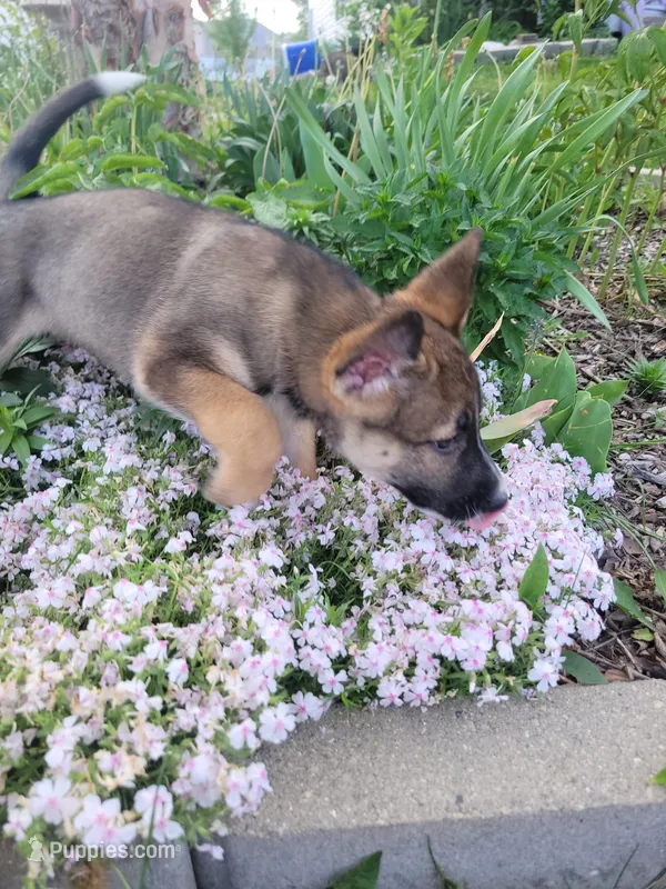 Peaceful – Collie, German Shepherd Dog puppy for sale in Indianapolis, IN