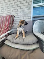 Peaceful, a female Collie and German Shepherd Dog for sale in Indianapolis, IN – Photo 7 of 8