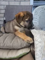 Peaceful, a female Collie and German Shepherd Dog for sale in Indianapolis, IN – Photo 8 of 8