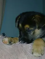 Melody, a female Collie and German Shepherd Dog for sale in Indianapolis, IN – 2 of 7