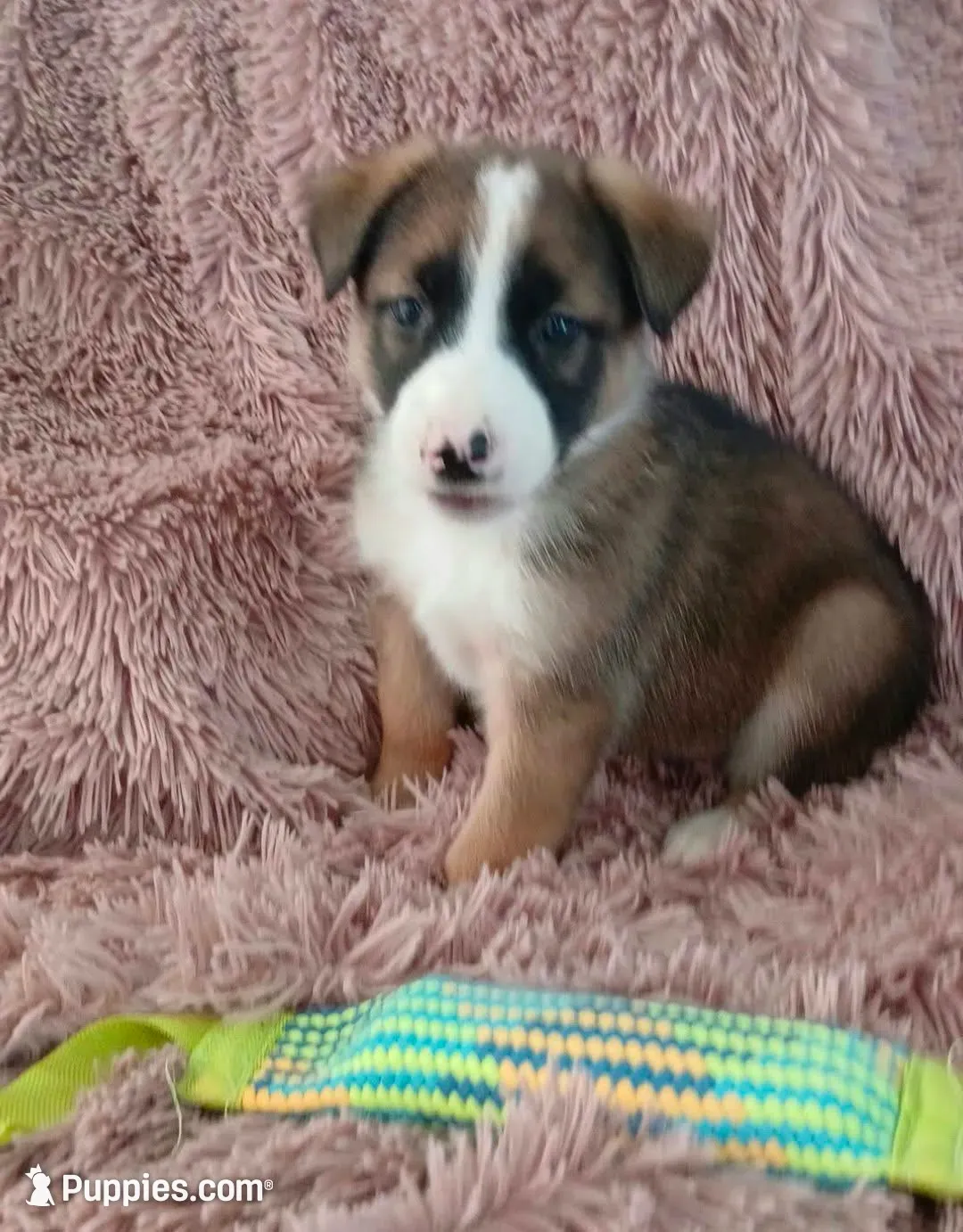 Rita, a female Collie and German Shepherd Dog for sale in Indianapolis, IN – 1 of 8