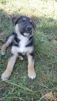 Rex, a male Collie and German Shepherd Dog for sale in Indianapolis, IN – 4 of 9