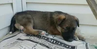 Brownie, a male Collie and German Shepherd Dog for sale in Indianapolis, IN – 9 of 9