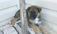 Brownie, a male Collie and German Shepherd Dog for sale in Indianapolis, IN – 2 of 9