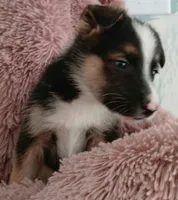 Diamond, a male Collie and German Shepherd Dog for sale in Indianapolis, IN – 8 of 9