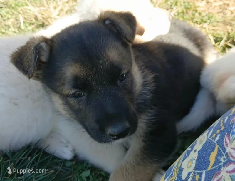 Max – Collie, German Shepherd Dog puppy for sale in Indianapolis, IN