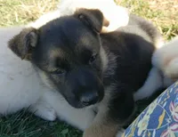 Max, a male Collie and German Shepherd Dog for sale in Indianapolis, IN – 1 of 7