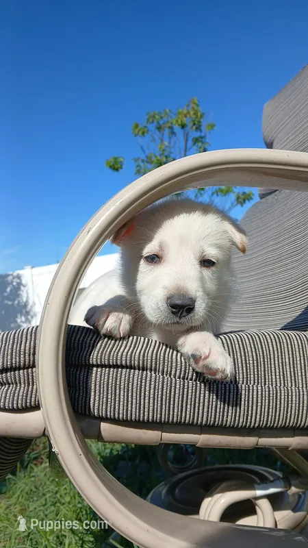 Thumper – Collie, German Shepherd Dog puppy for sale in Indianapolis, IN