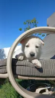 Thumper, a male Collie and German Shepherd Dog for sale in Indianapolis, IN – 1 of 9