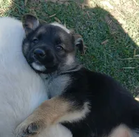 Max, a male Collie and German Shepherd Dog for sale in Indianapolis, IN – 2 of 7