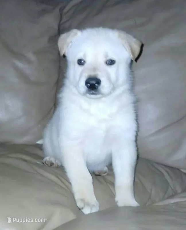 Snowball – Collie, German Shepherd Dog puppy for sale in Indianapolis, IN
