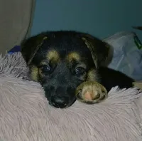 Melody, a female Collie and German Shepherd Dog for sale in Indianapolis, IN – 3 of 7