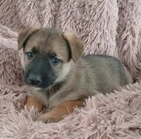Buttercup, a female Collie and German Shepherd Dog for sale in Indianapolis, IN – 5 of 9