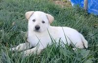 Snowball, a male Collie and German Shepherd Dog for sale in Indianapolis, IN – 4 of 6