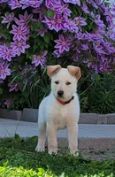 Diamond, a male Collie and German Shepherd Dog for sale in Indianapolis, IN – Photo 7 of 9