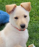 Diamond, a male Collie and German Shepherd Dog for sale in Indianapolis, IN – Photo 2 of 9