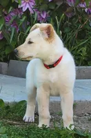Diamond, a male Collie and German Shepherd Dog for sale in Indianapolis, IN – Photo 6 of 9