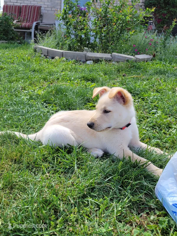 Diamond – Collie, German Shepherd Dog puppy for sale in Indianapolis, IN