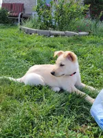 Diamond, a male Collie and German Shepherd Dog for sale in Indianapolis, IN – Photo 1 of 9