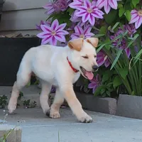 Diamond, a male Collie and German Shepherd Dog for sale in Indianapolis, IN – Photo 4 of 9