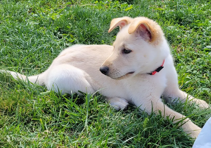 Diamond – Collie, German Shepherd Dog puppy for sale in Indianapolis, IN