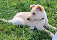 Diamond, a male Collie and German Shepherd Dog for sale in Indianapolis, IN – Photo 9 of 9