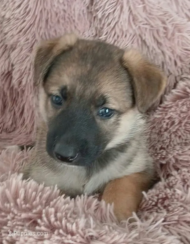 Buttercup – Collie, German Shepherd Dog puppy for sale in Indianapolis, IN