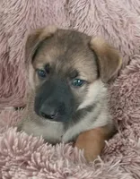 Buttercup, a female Collie and German Shepherd Dog for sale in Indianapolis, IN – 1 of 9