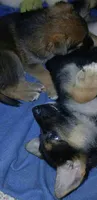 Melody, a female Collie and German Shepherd Dog for sale in Indianapolis, IN – 7 of 7