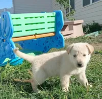 Carmel, a male Collie and German Shepherd Dog for sale in Indianapolis, IN – 7 of 7