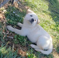 Snowball, a male Collie and German Shepherd Dog for sale in Indianapolis, IN – 2 of 6