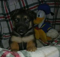 Margo, a female Collie and German Shepherd Dog for sale in Indianapolis, IN – 3 of 8