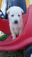 Thumper, a male Collie and German Shepherd Dog for sale in Indianapolis, IN – 9 of 9