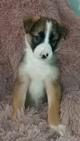 Rita, a female Collie and German Shepherd Dog for sale in Indianapolis, IN – 4 of 8