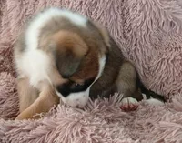 Rita, a female Collie and German Shepherd Dog for sale in Indianapolis, IN – 2 of 8