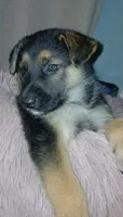Melody, a female Collie and German Shepherd Dog for sale in Indianapolis, IN – 4 of 7