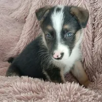 Diamond, a male Collie and German Shepherd Dog for sale in Indianapolis, IN – 3 of 9