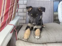Chief, a male Collie and German Shepherd Dog for sale in Indianapolis, IN – Photo 2 of 8