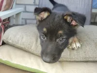 Chief, a male Collie and German Shepherd Dog for sale in Indianapolis, IN – Photo 3 of 8