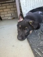 Chief, a male Collie and German Shepherd Dog for sale in Indianapolis, IN – Photo 5 of 8