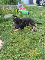 Chief, a male Collie and German Shepherd Dog for sale in Indianapolis, IN – Photo 8 of 8