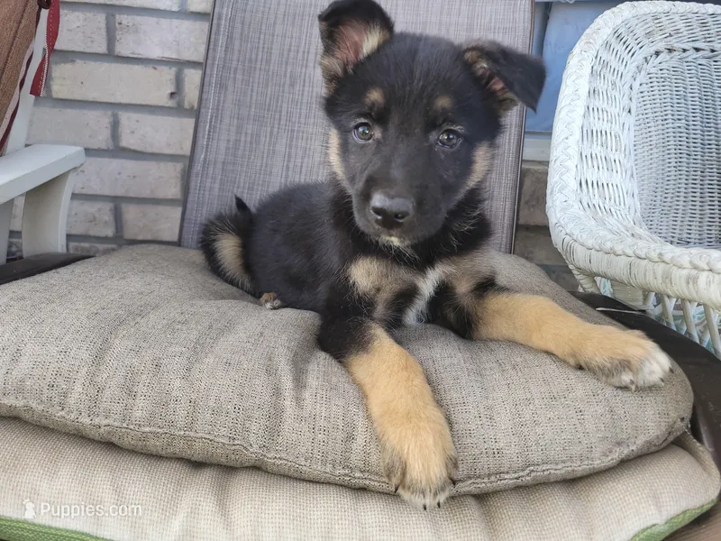 Chief – Collie, German Shepherd Dog puppy for sale in Indianapolis, IN